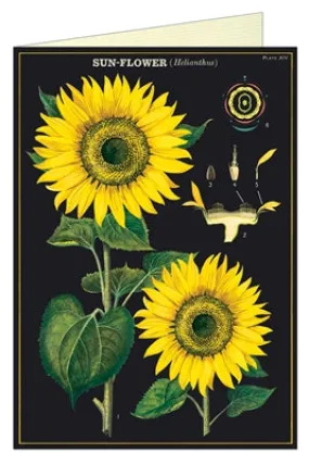  Sunflower  Card